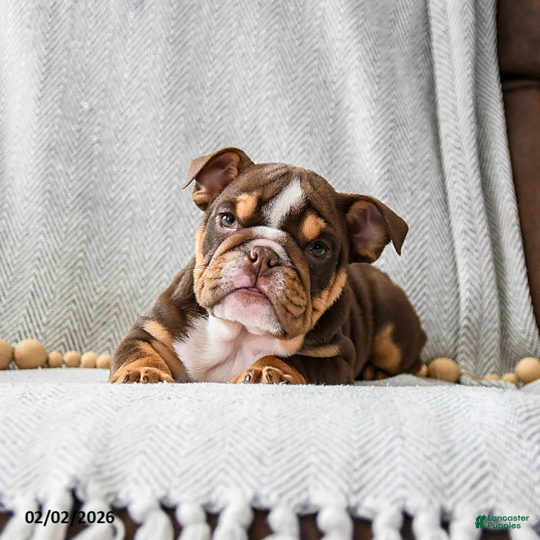 English Bulldog dogs for sale: Peanutbutter Ripple - Ad 4