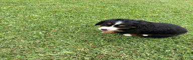 Bernese Mountain Dog 4