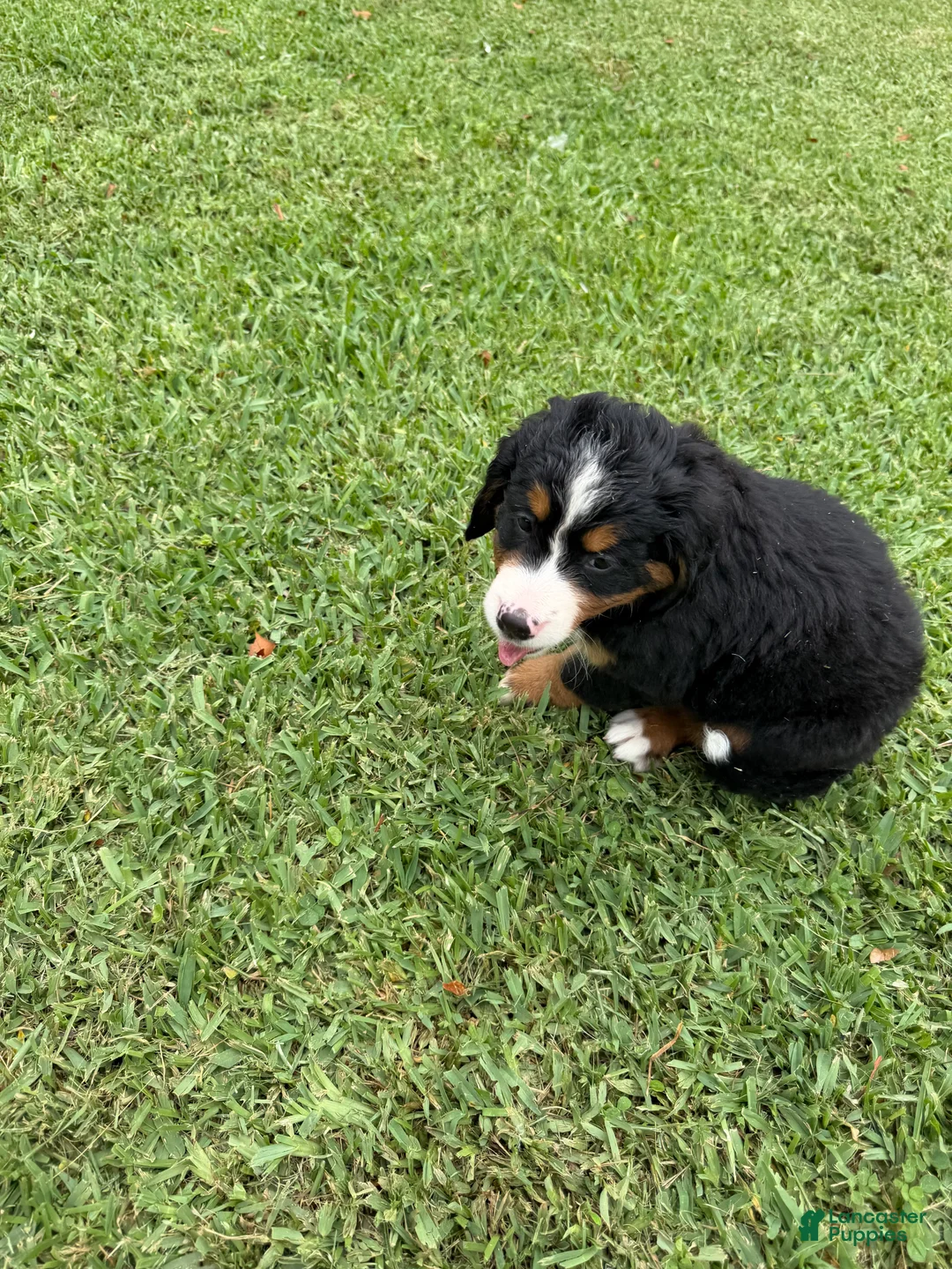 Bernese Mountain Dog dogs for sale: Bernese Mountain Dog 4 - Ad 1
