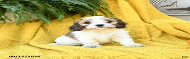 Holly
