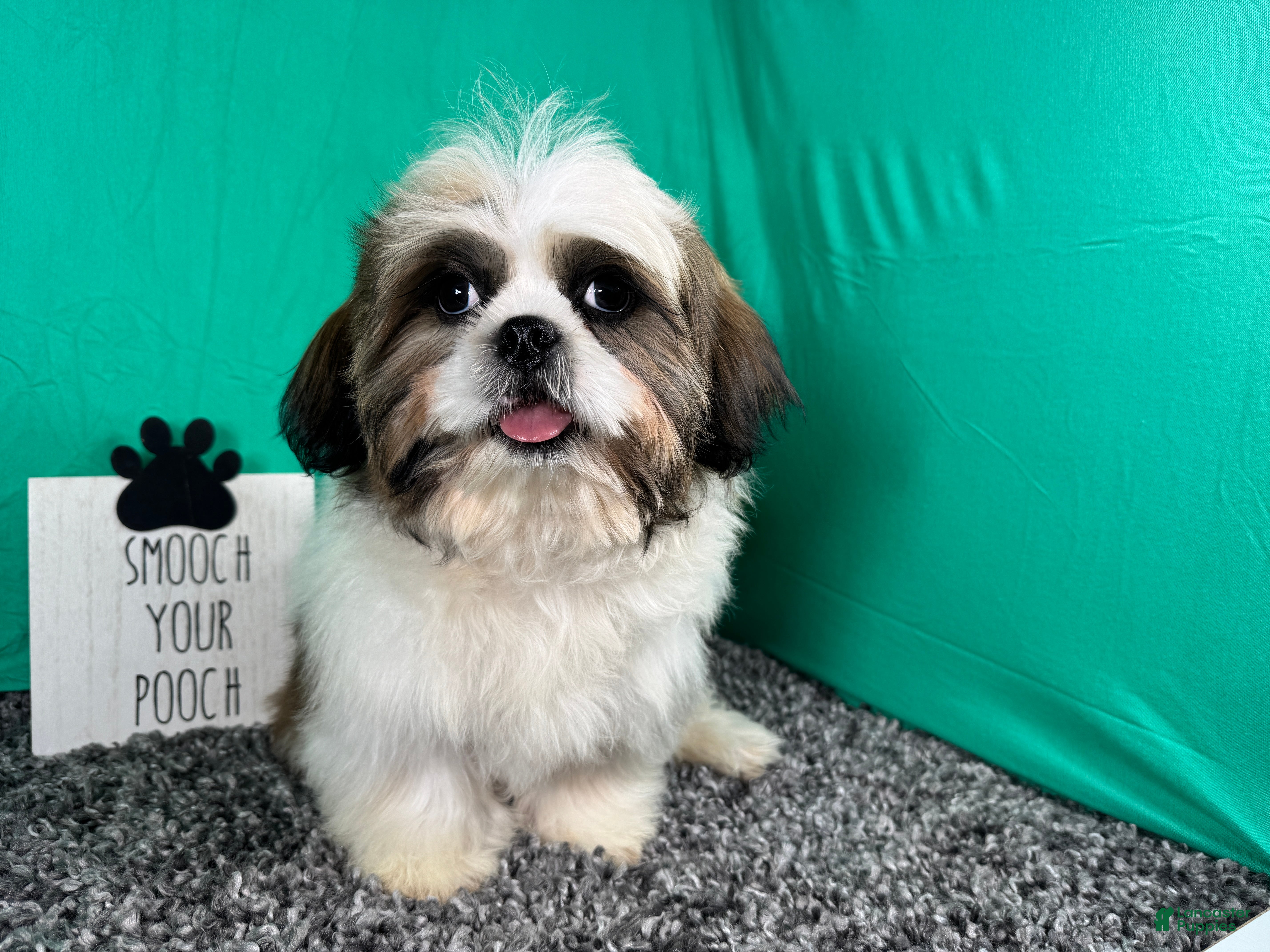 Shih Tzu dogs Shih Tzu 2 - Ad 18