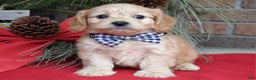 Cavachon dogs for sale: Conner - Ad 7