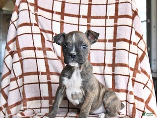 Boxer dogs Lickums - Ad 13