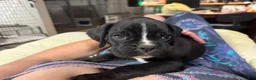 Boxer dogs for sale: Dante AKC Euro - Ad 1