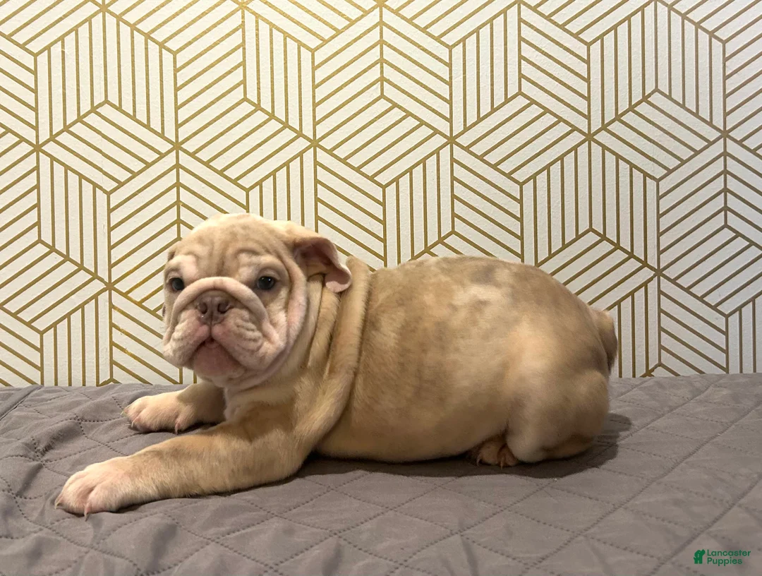 English Bulldog dogs for sale: River - Ad 2