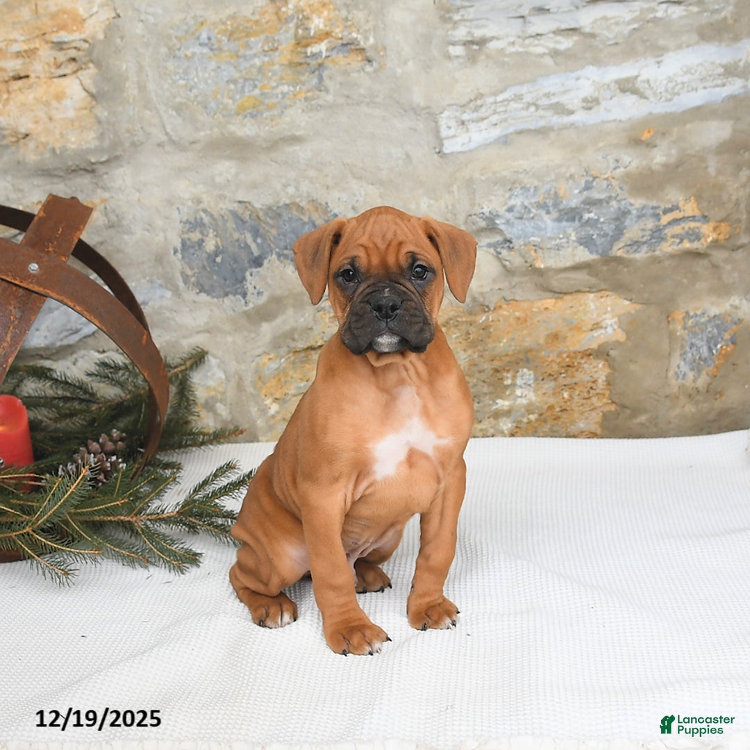 Boxer dogs for sale: Hunter - Ad 2