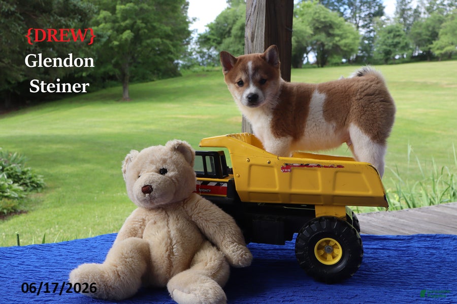 Shiba Inu dogs Drew - Ad 1
