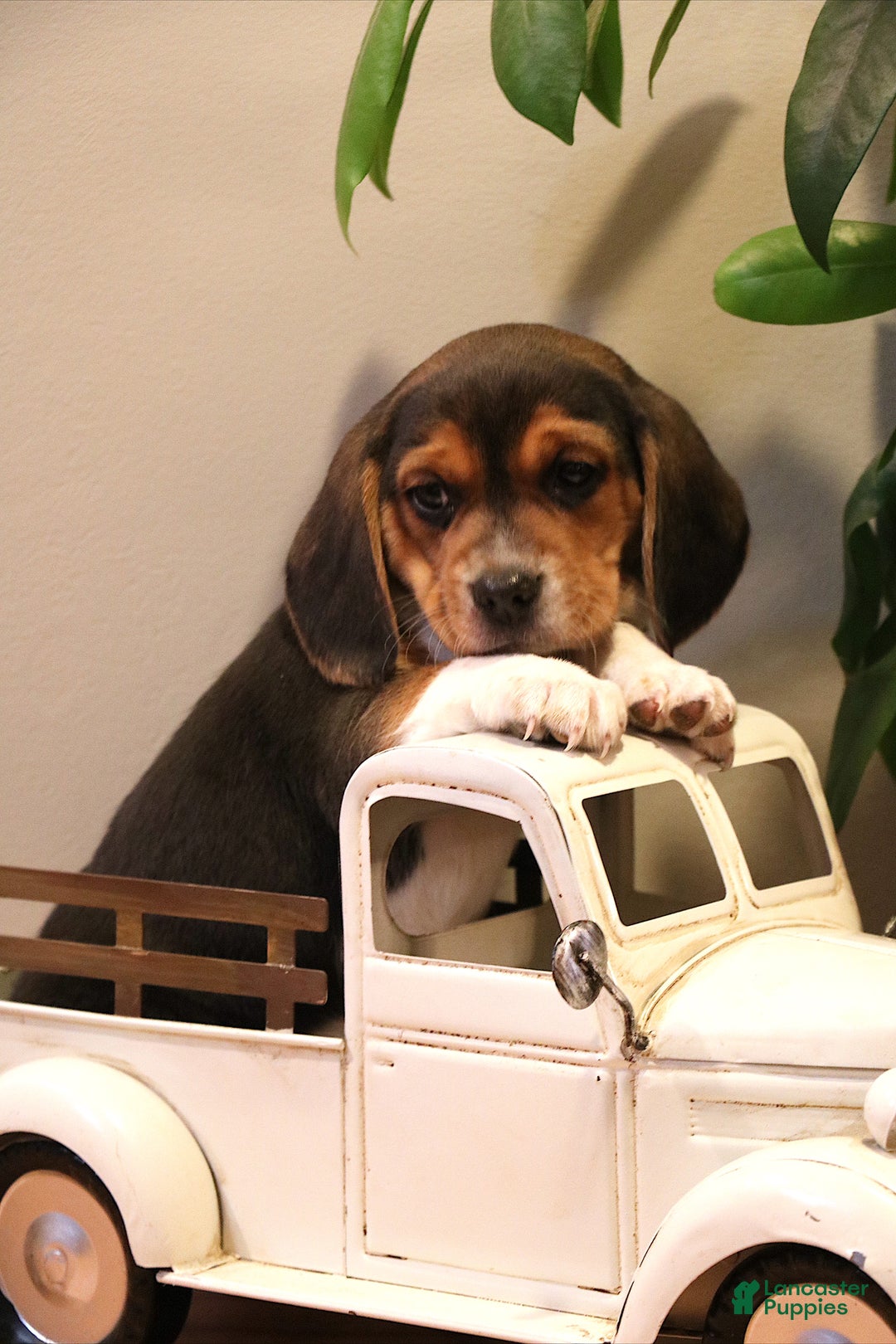 Beagle dogs for sale: Austin - Ad 1