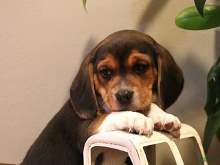 Beagle dogs Austin - Ad 37