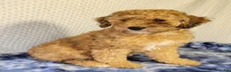 Cockapoo dogs for sale: Diesel  - Ad 3