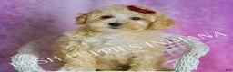 Maltipoo dogs for sale: Minnie  - Ad 6