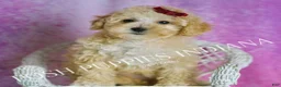 Maltipoo dogs for sale: Minnie  - Ad 6