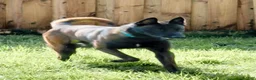 Belgian Malinois dogs for stud: Vidarr - Ad 8