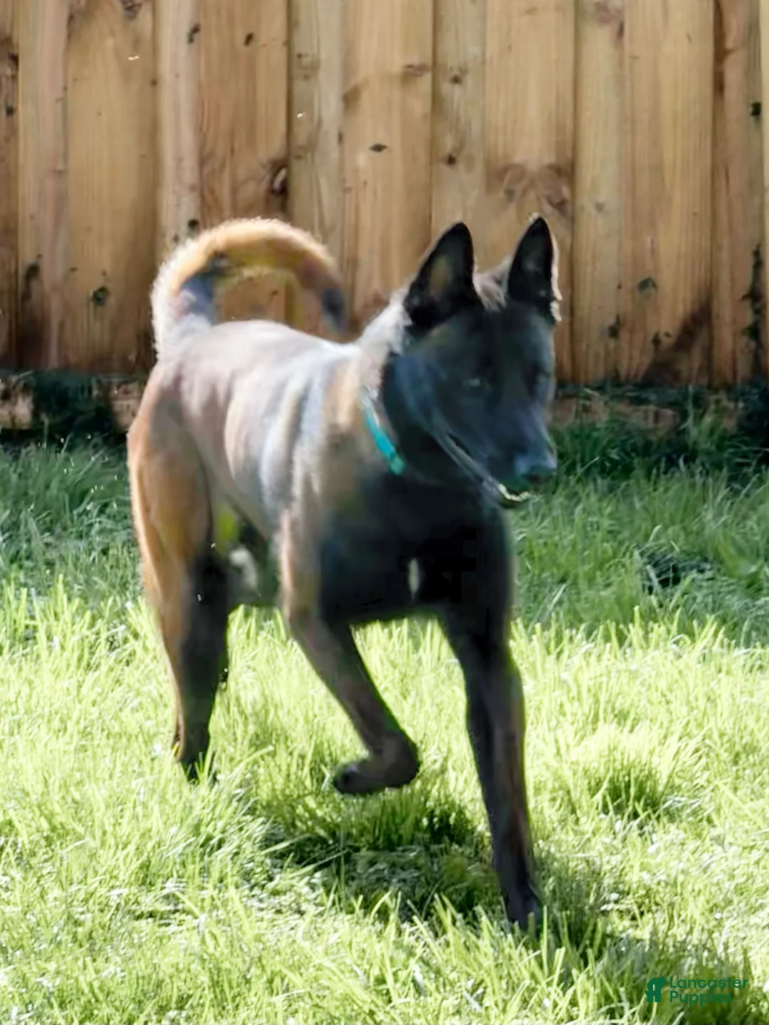 Belgian Malinois dogs for stud: Vidarr - Ad 8
