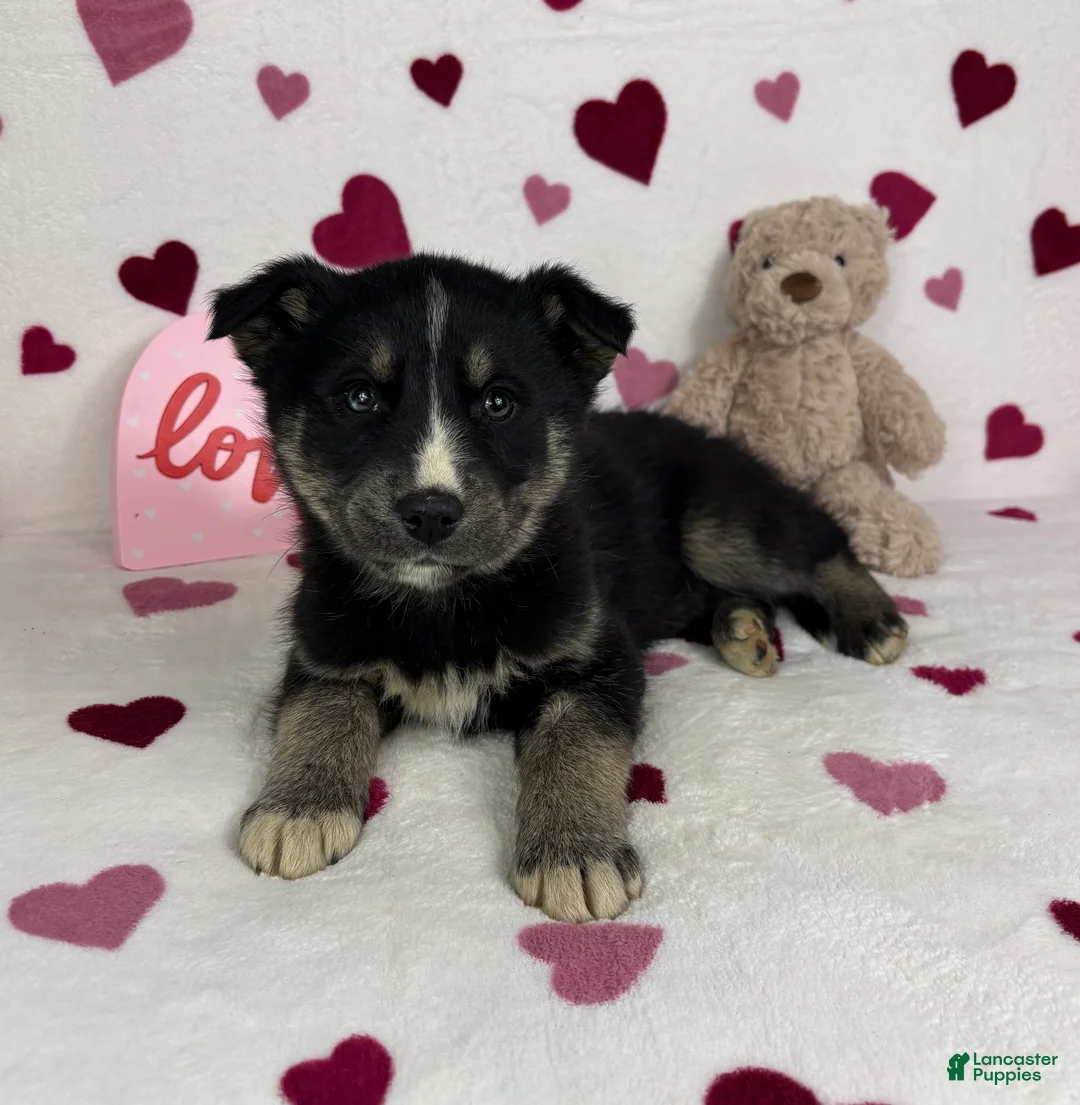 Mixed Breed dogs for sale: Clyde - Ad 5