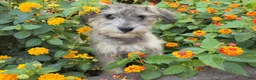 Schnoodle dogs for sale: Mitch  - Ad 5
