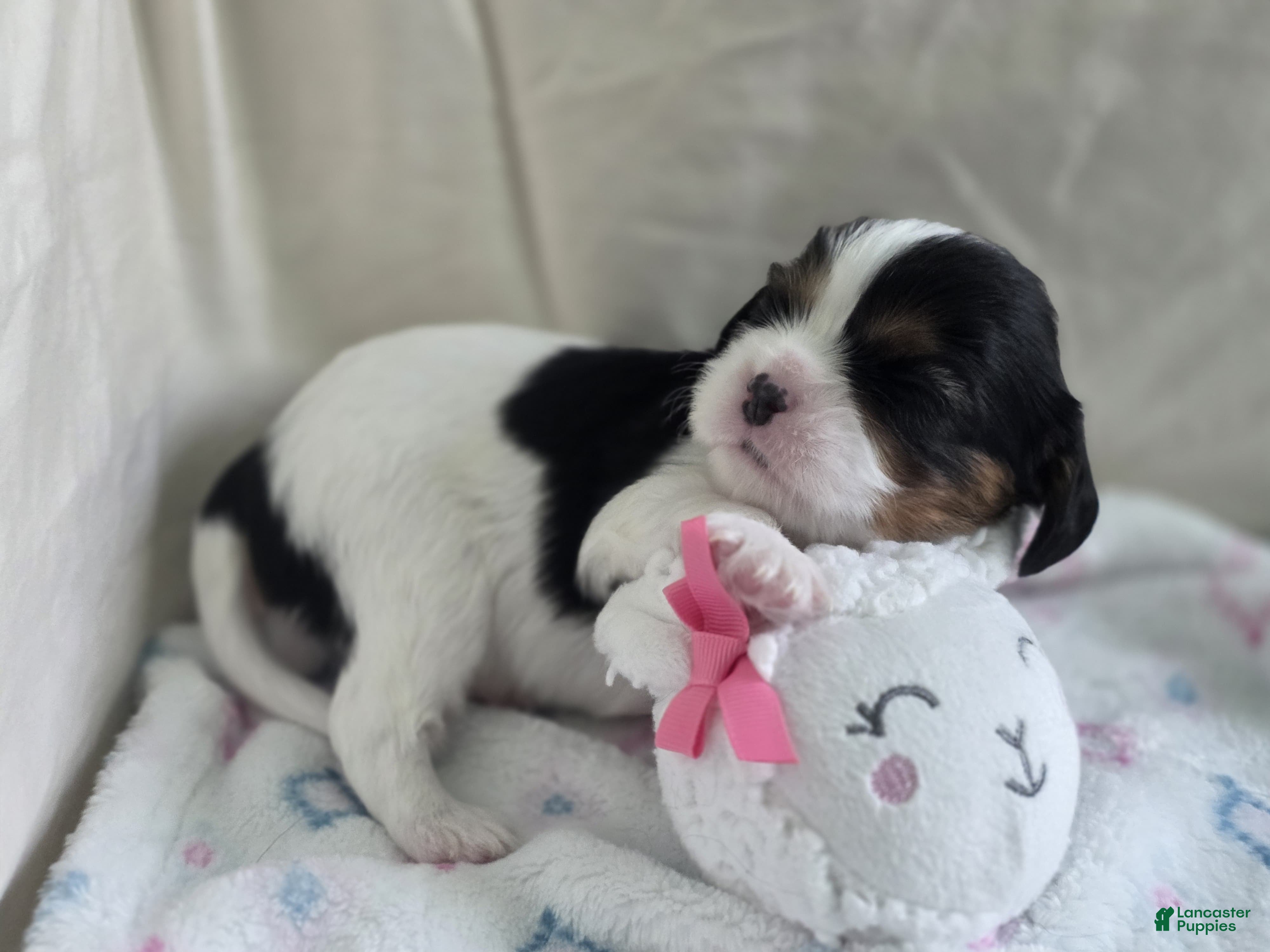 Cavalier King Charles Spaniel dogs Bambi - Ad 2