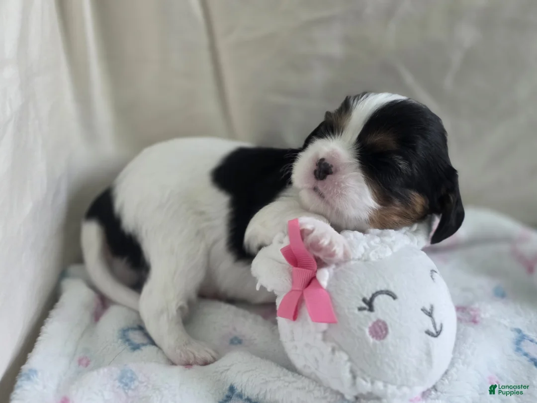 Cavalier King Charles Spaniel dogs for sale: Bambi - Ad 2
