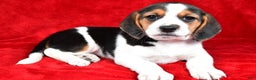 Beagle dogs for sale: Anita - Ad 12