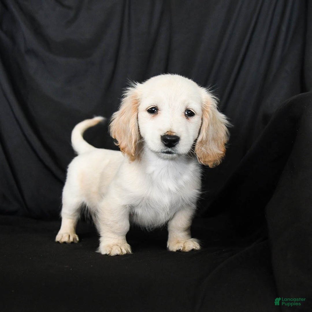 Miniature Dachshund dogs for sale: Warrior - Ad 3