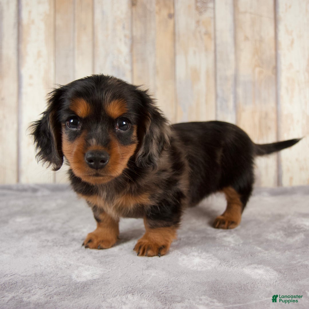 Mini Aussie Dachshund And Australian Shepherd Mix Australian