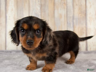 Miniature Dachshund dogs - Ad 31