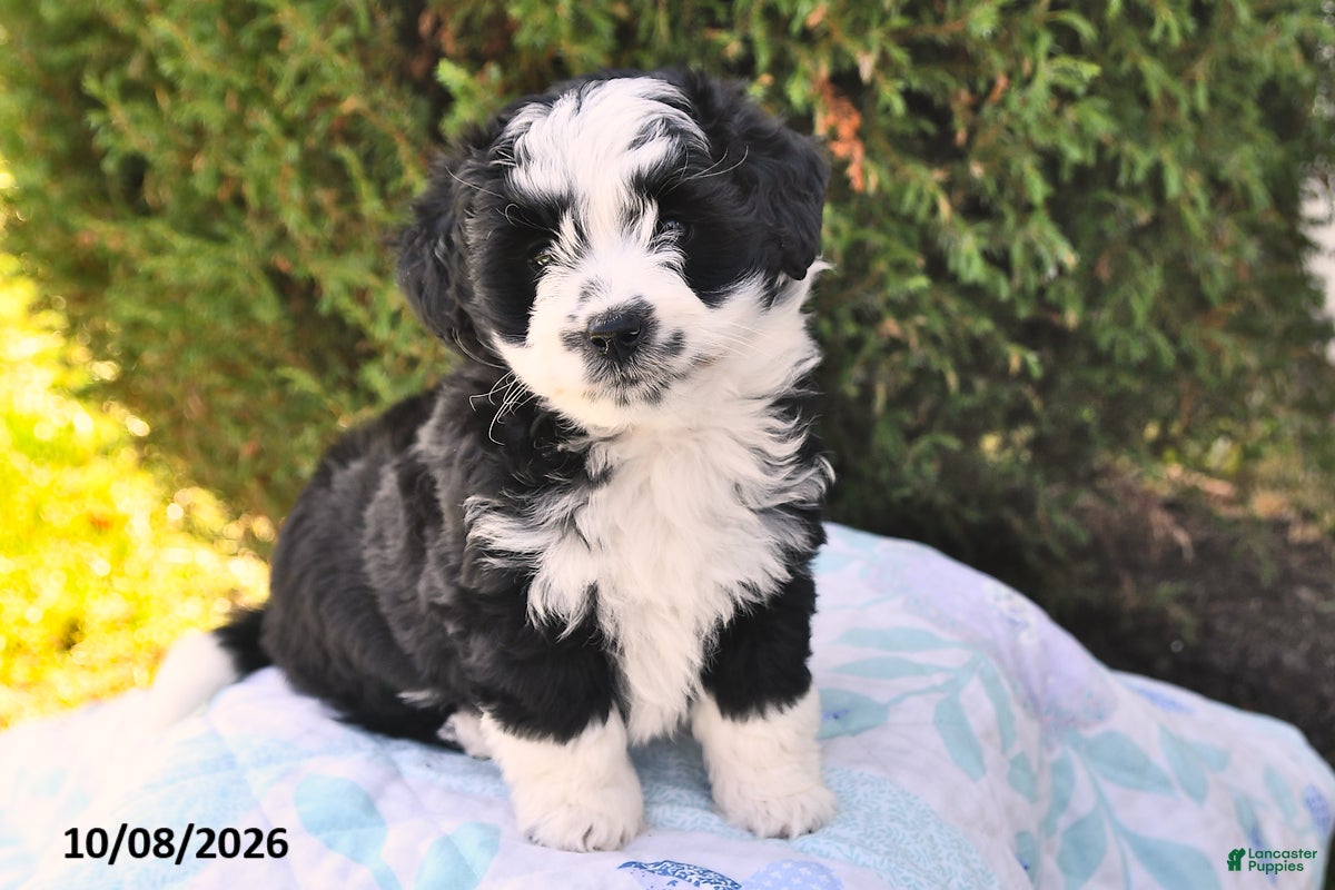 Sadie (Aussiedoodle Miniature, Female) in Springfield Center, NY