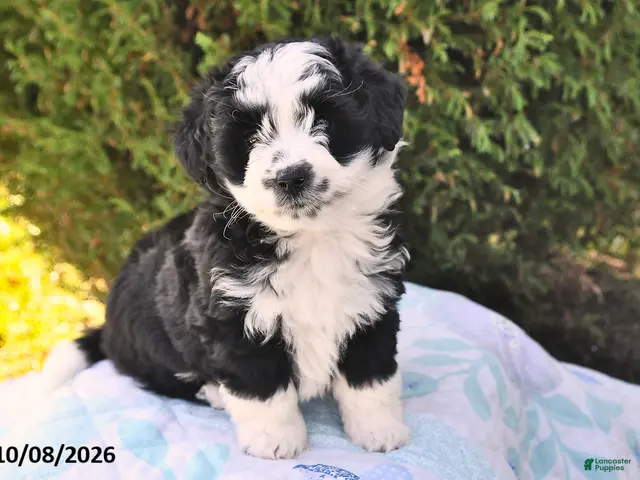 Mini Aussiedoodle dogs for sale: Sadie - Ad 1