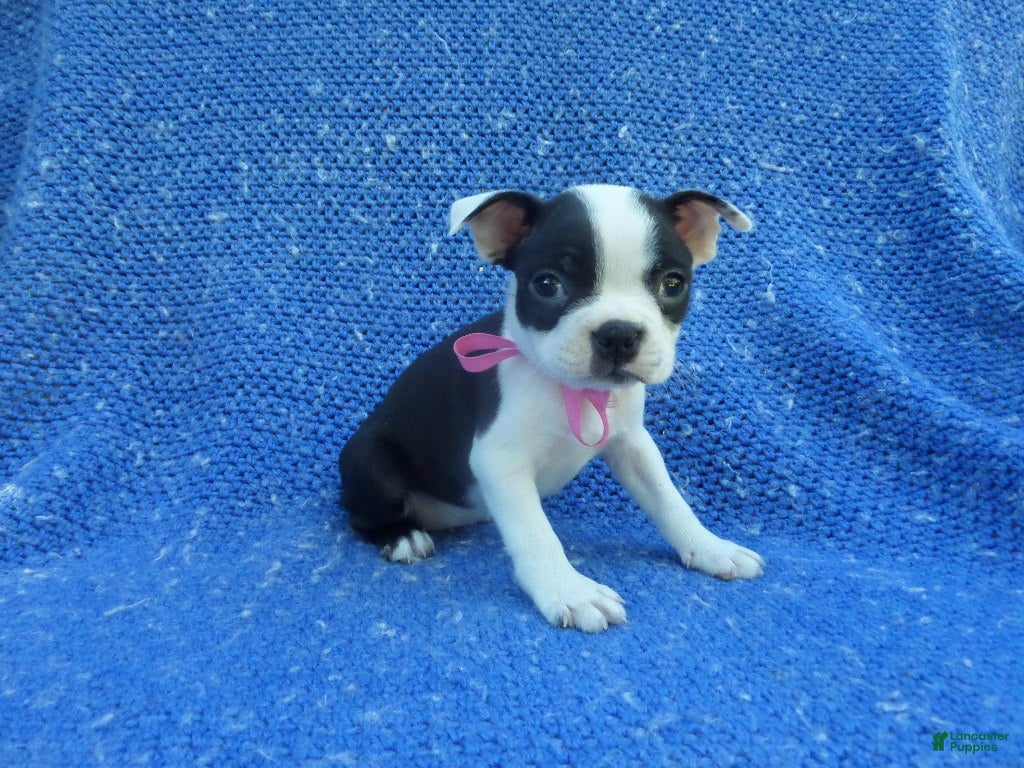 Boston Terrier dogs for sale: Polina  - Ad 27