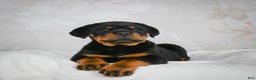 Rottweiler dogs for sale: Blake - Ad 6