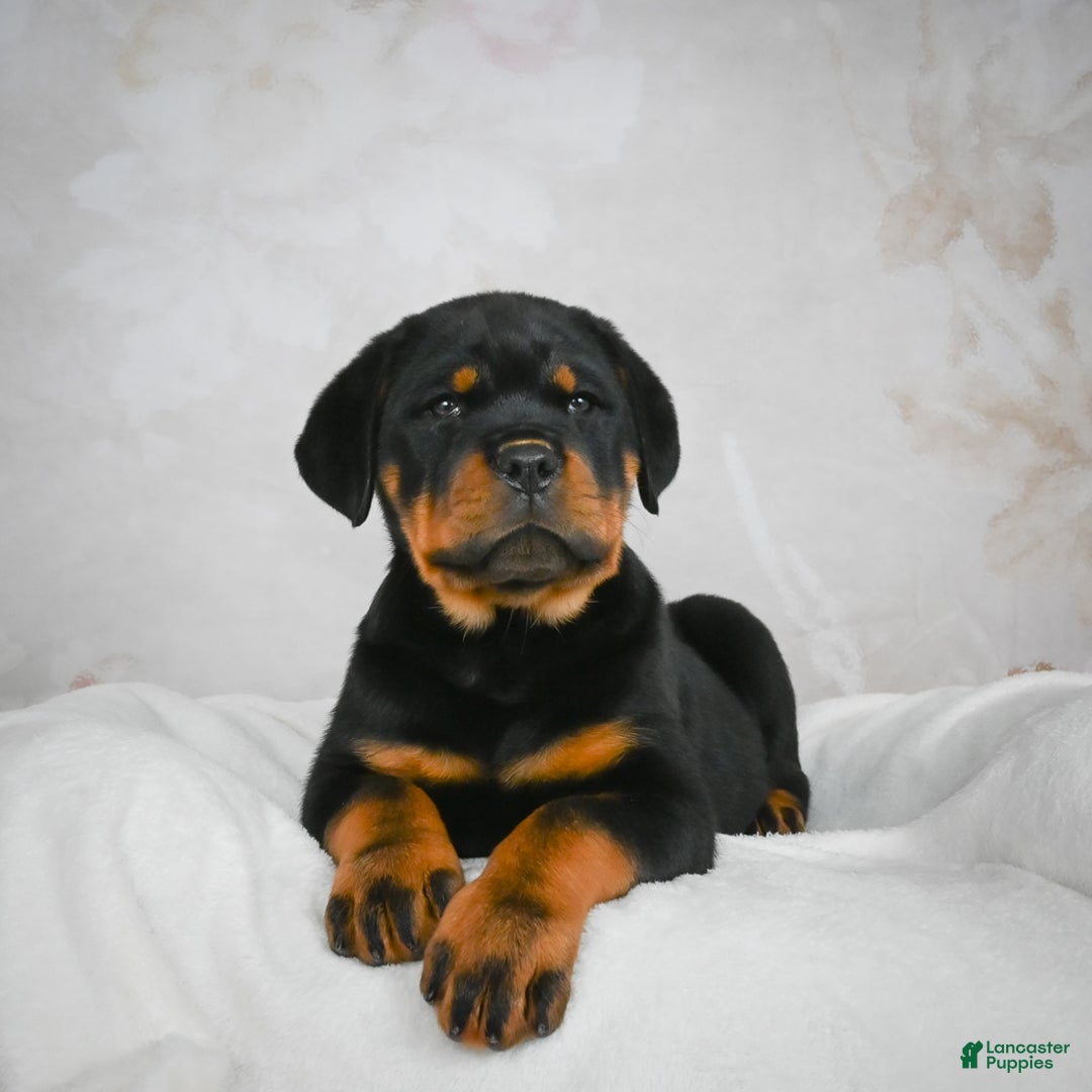 Rottweiler dogs for sale: Blake - Ad 6