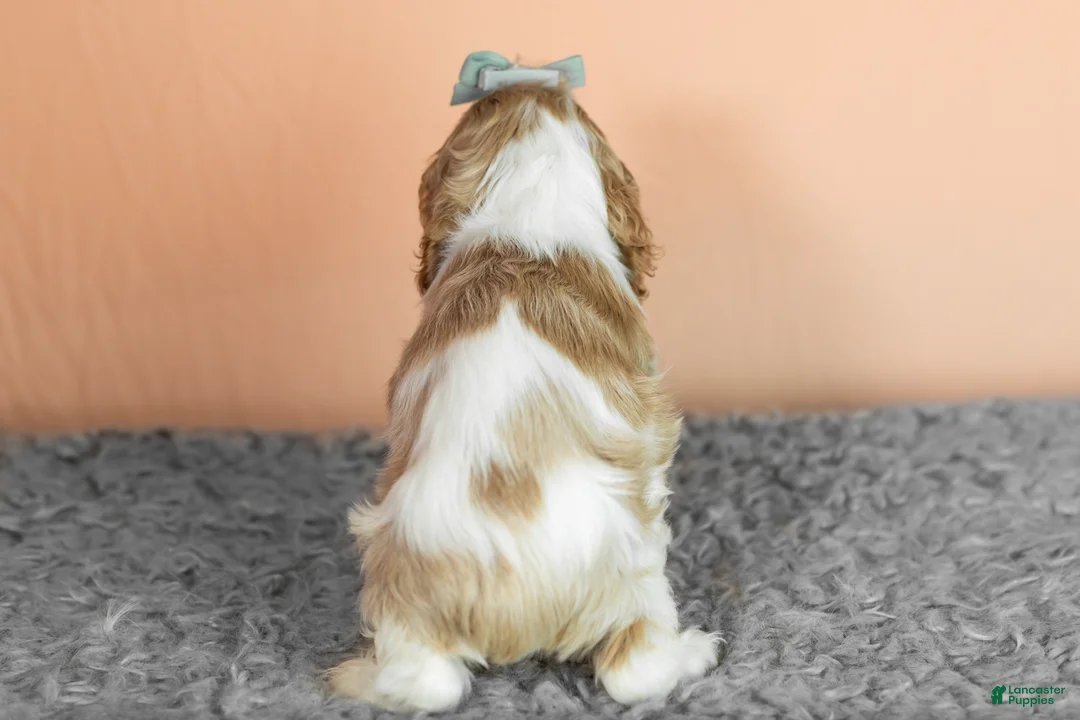 Cocker Spaniel dogs for sale: Bella - Ad 5