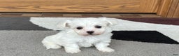 Coton De Tulear dogs for sale: Nadine - Ad 6