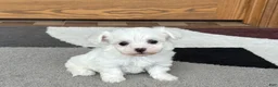 Coton De Tulear dogs for sale: Nadine - Ad 4