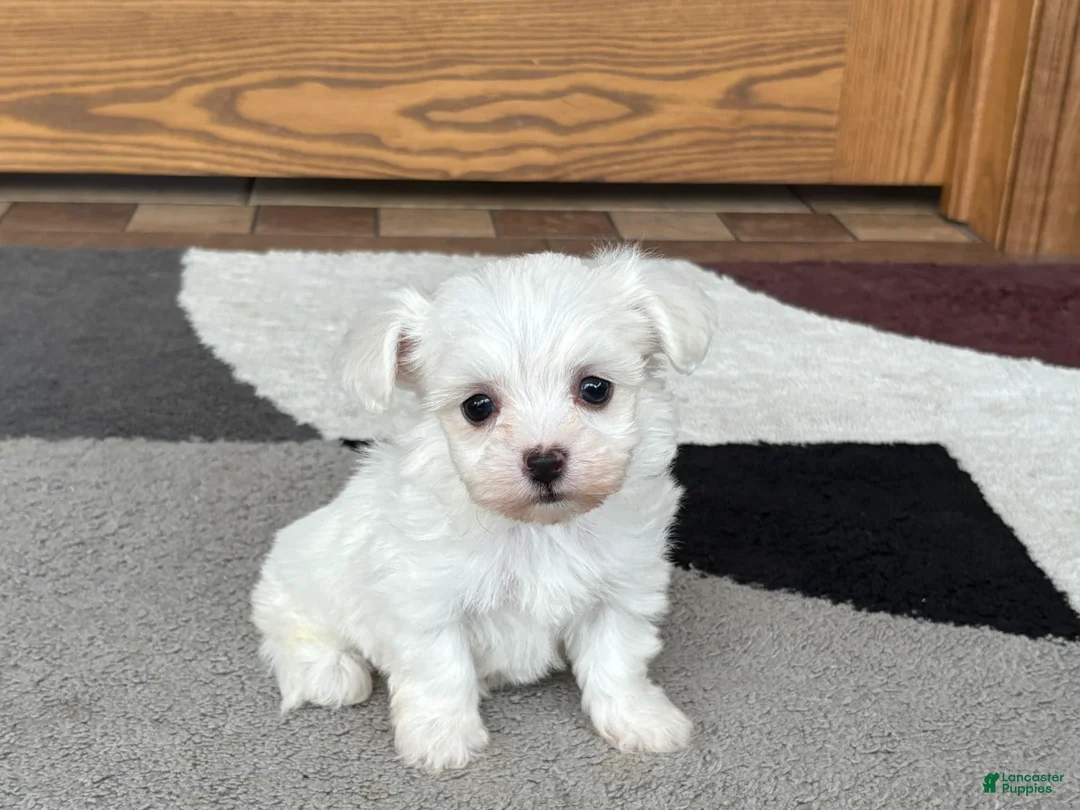 Coton De Tulear dogs for sale: Nadine - Ad 4