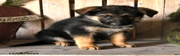 German Shepherd dogs for sale: Shannon - Ad 2