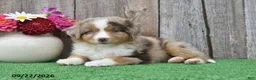 Miniature Australian Shepherd dogs for sale: Skye - Ad 1