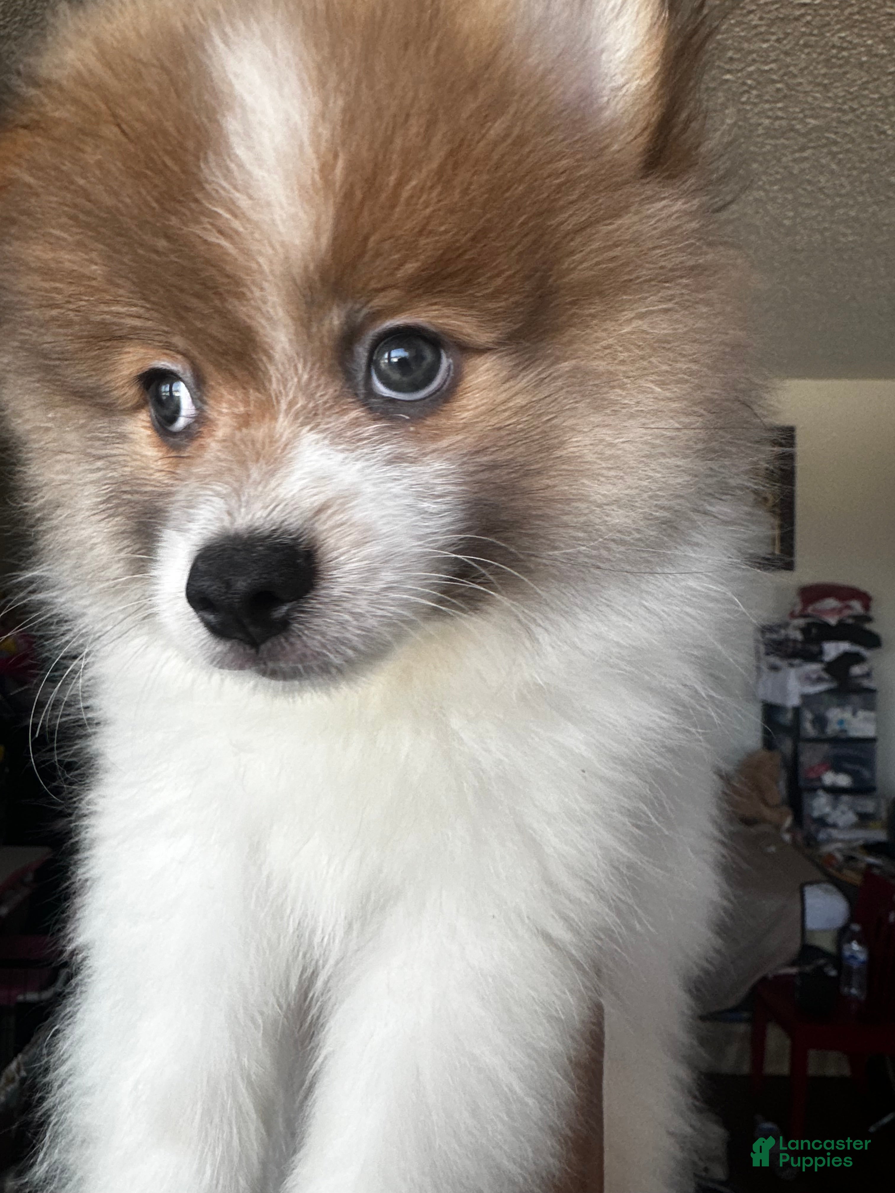 Pomeranian dogs Pomeranian 4 - Ad 21