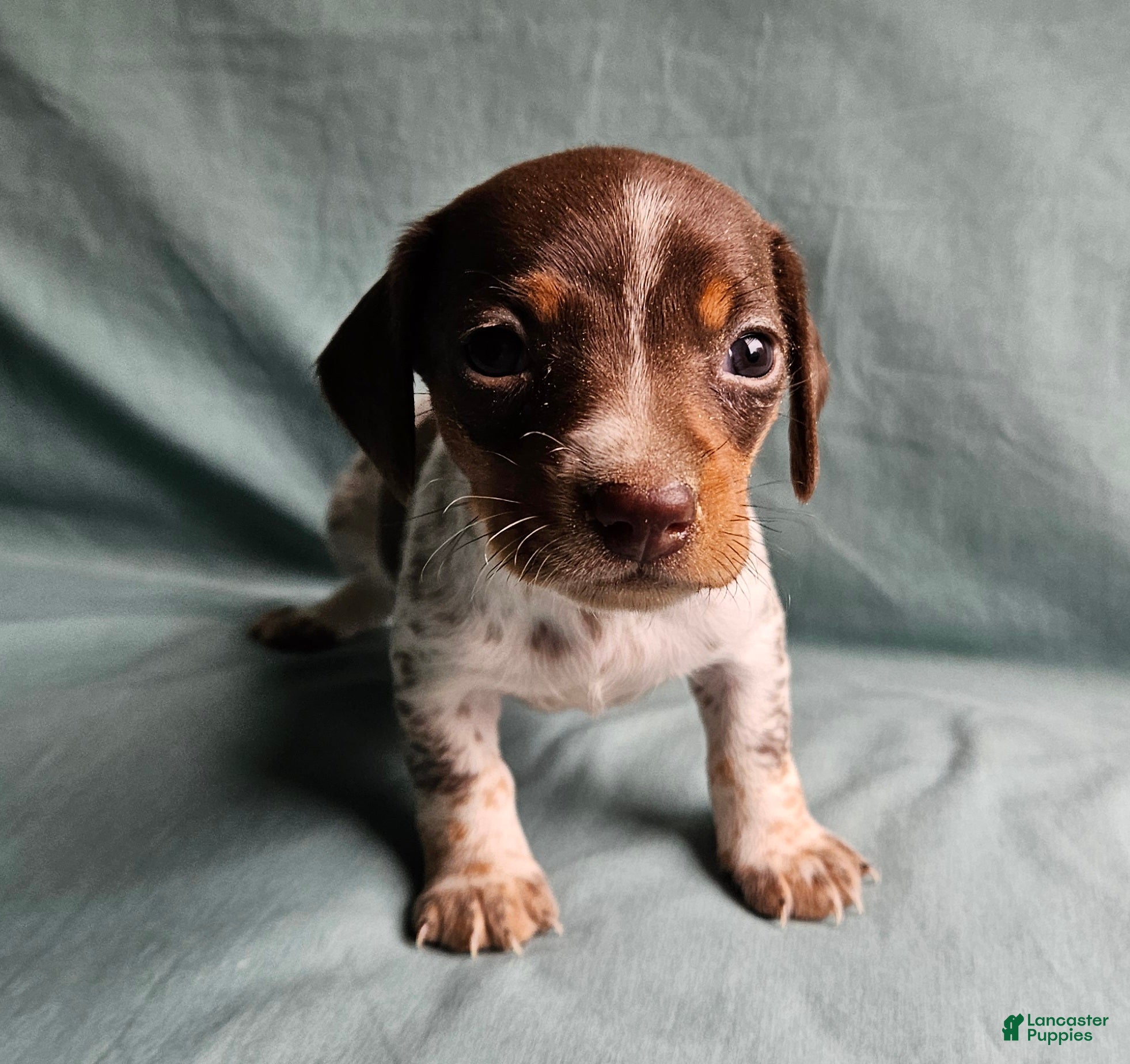 Miniature Dachshund dogs Carmen  - Ad 10