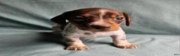 Miniature Dachshund dogs for sale: Carmen  - Ad 1