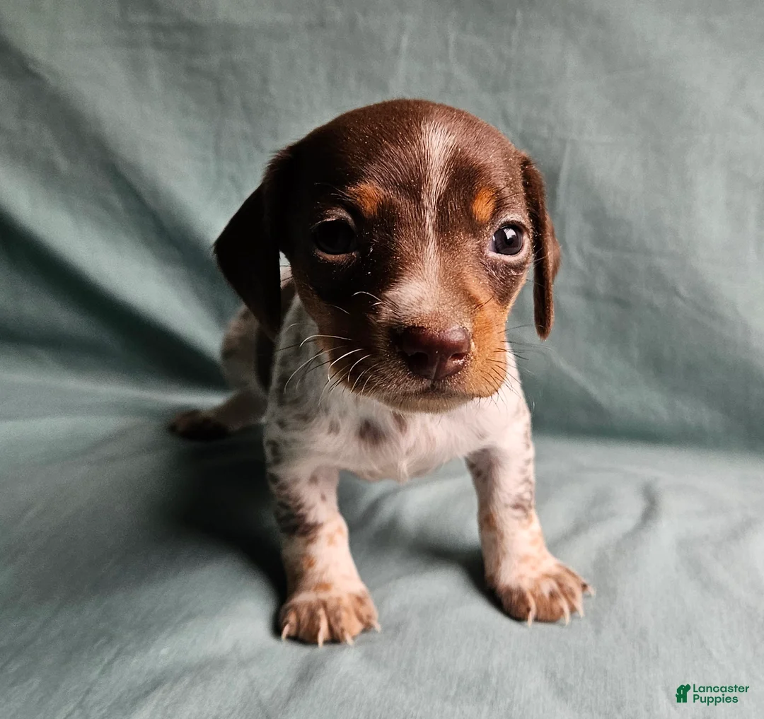 Miniature Dachshund dogs for sale: Carmen  - Ad 1