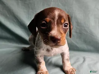 Miniature Dachshund dogs Carmen - Ad 11