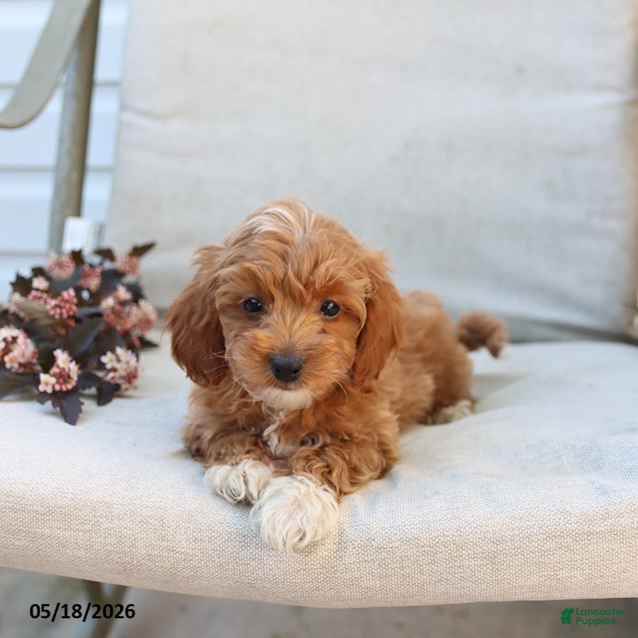 Cockapoo dogs Justin - Ad 2