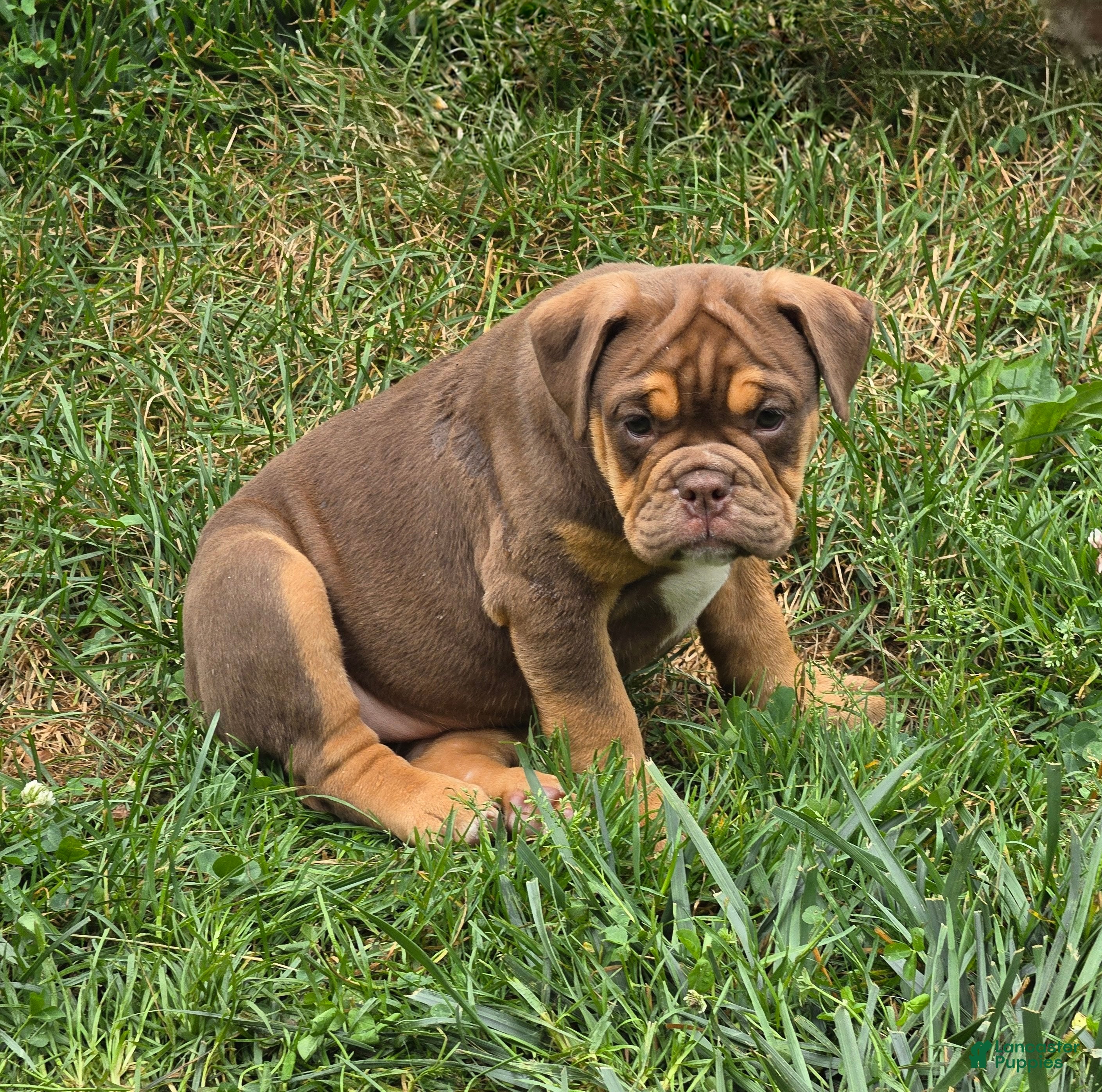 English Bulldog dogs Tootsie Chocolate and tan  - Ad 1
