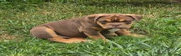 English Bulldog dogs for sale: Tootsie Chocolate and tan  - Ad 1