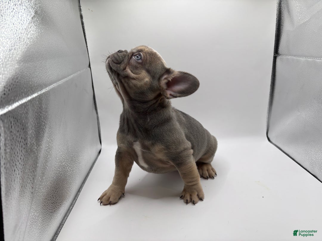 French Bulldog dogs for sale: French Bulldog Puppy 3 - Ad 3