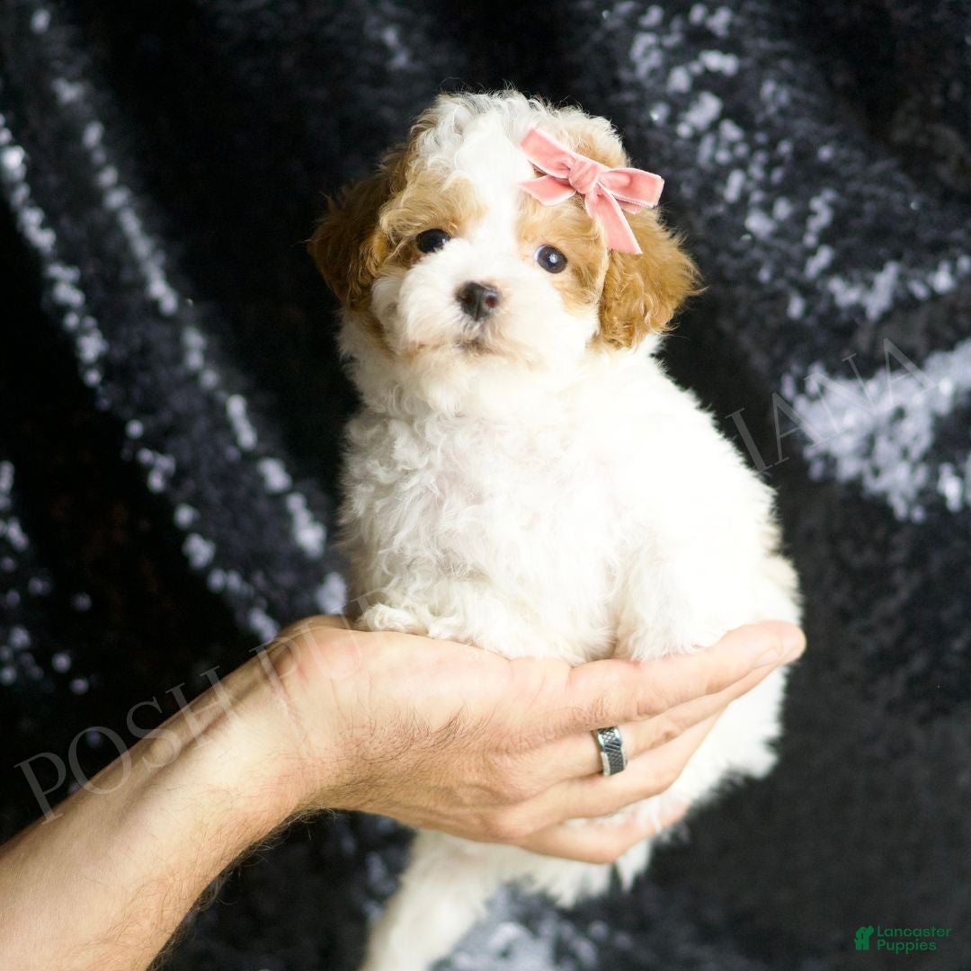 Maltipoo dogs for sale: Ellie - Ad 2