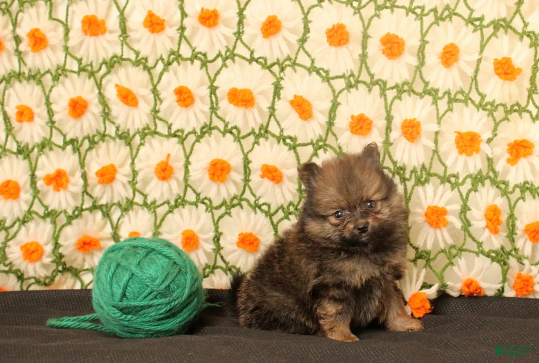 Pomeranian dogs for sale: Karter - Ad 2