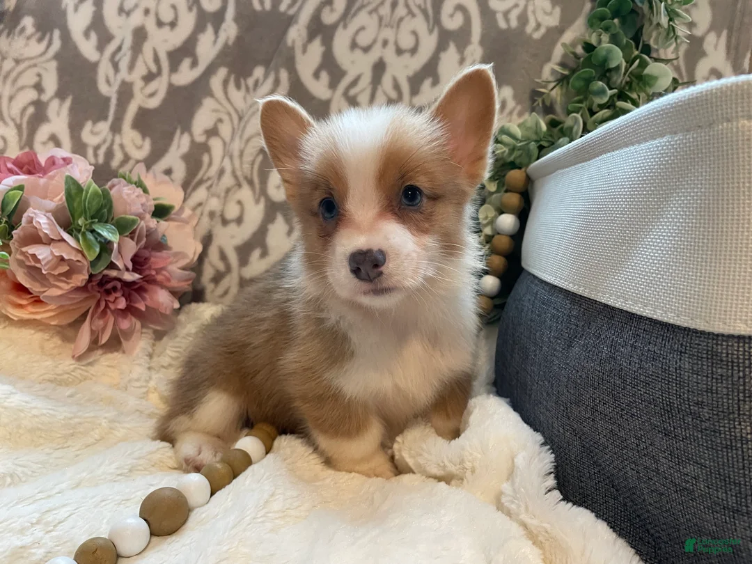 Welsh Corgi Pembroke dogs for sale: Smoky - Ad 2