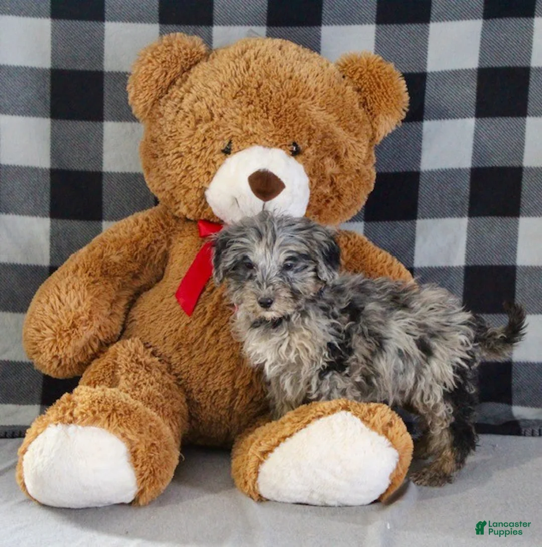 Mixed Breed dogs for sale: Baxter - Ad 4